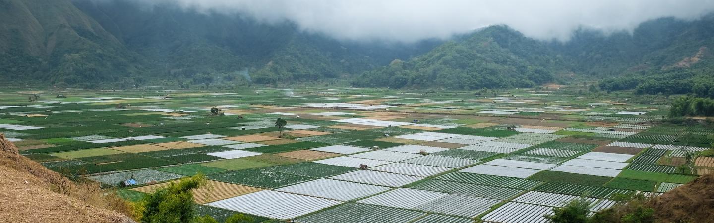 rice fields