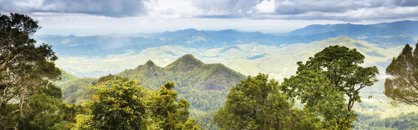 the Gondwana Rainforest of Queensland, Australia