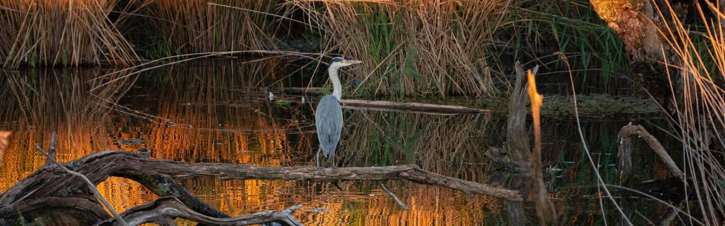 great blue heron in a salt marsh