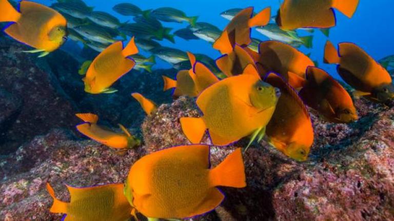 Fish swimming next to coral reef