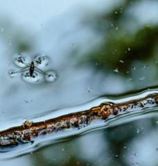 Waterbug floating on the surface of a pond near a stick