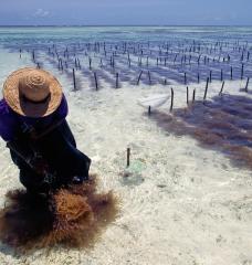 Seaweed farmer surrounded by seaweed wading in the ocean