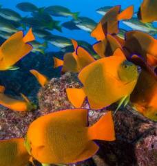 Fish swimming next to coral reef