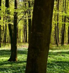 Workshop: Pathways for Agriculture, Forestry and Other Land Use (PAFOLU) in Support of Sustainable Development, Equitable Solutions and a Stable Climate