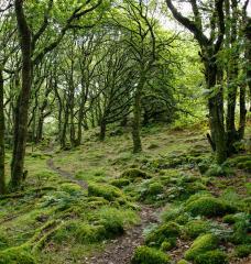 Lush green leafed trees in forest