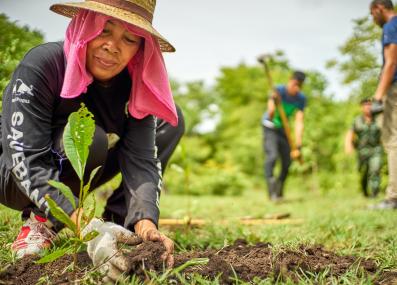 planting trees