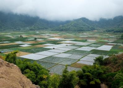 rice fields