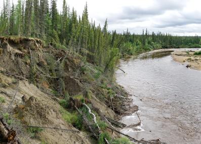 A high riverbank on the left side of the photo is slumping and sliding into a river on the right side. Thin evergreen trees are visible in the background.